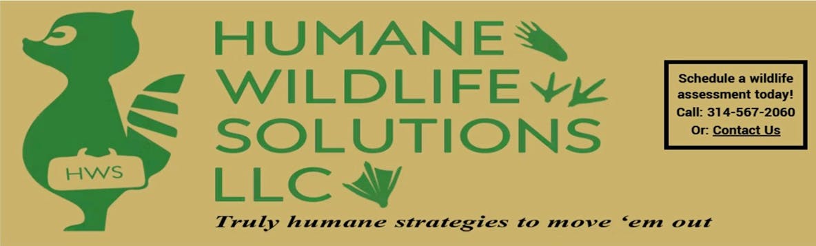 Humane Wildlife Solutions of St Louis
