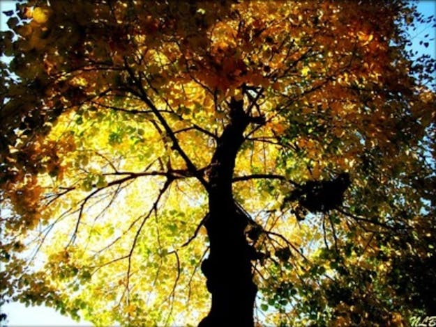 healthy tree