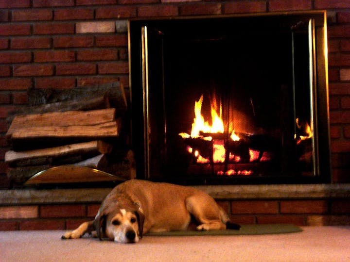 wood and dog by fireplace