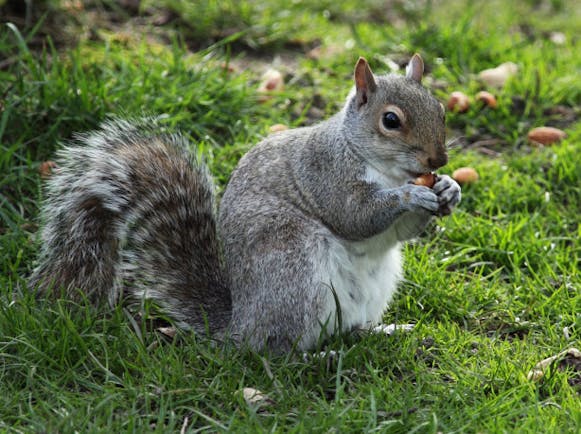 squirrel standing with nut